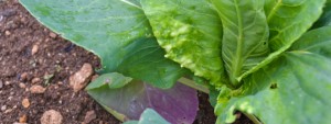 cabbage, white blister