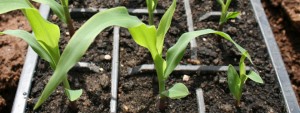 sweetcorn_seedlings