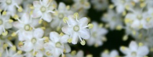 Elderflowers ready for wine