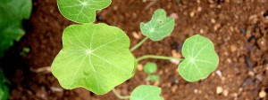 Young Nasturtium Plant