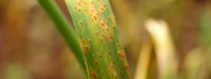 Garlic leaf with rust