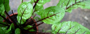 Purple veined sorrel plant