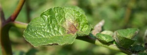 early stages of potato blight