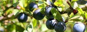 sloes or bullaces