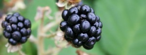 how to make blackberry brandy