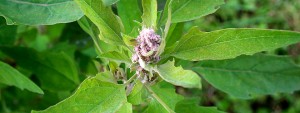 huauzontle shoots aztec broccoli