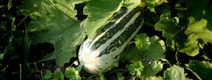 baby bush marrow plant