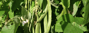 runner beans rady for picking