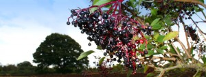 how to make elderberry wine recipe