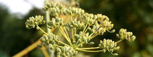 green fennel fruit seeds