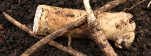 horseradish roots