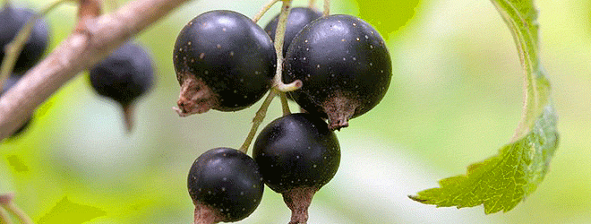Blackcurrant fruit berry facts