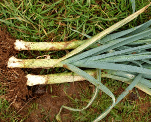 three freshly dug leeks