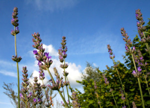 Lavender in flower