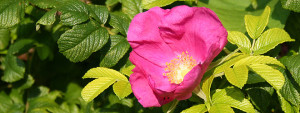 wild rose in the allotment hedge