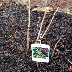 blackcurrant canes