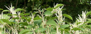 Japanese knotweed in action