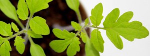 Tomato Seedlings Windowsill