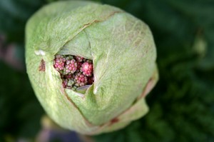 Rhubarb flower bud