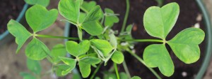 oca leaves