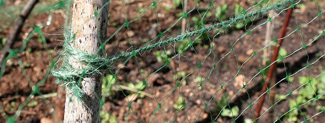 Pea netting support
