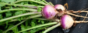 Turnip recipes