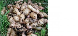 Pink Fir Potatoes