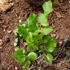 Skirret leaves