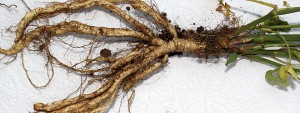 skirret roots