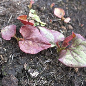 Vietnamese fish mint leaves