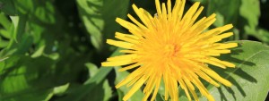 dandelion wine