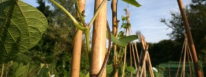 Climbing bamboo canes