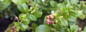 Cranberry bush