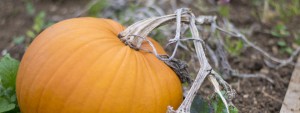 how to grow pumpkin