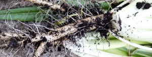 Chicory Puntarelle