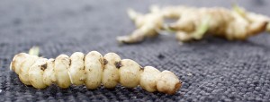 Crosnes