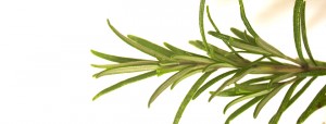 Sprig of rosemary