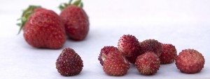 Garden and Alpine strawberries