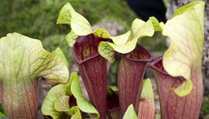 Hybrid Pitcher Plant