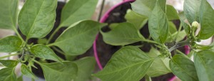 Jalapeno chilli pepper leaves