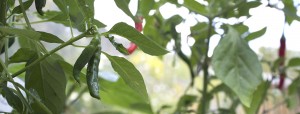 Grow Green Birds Eye Chilli