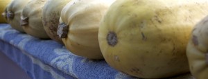 spaghetti squash ripening