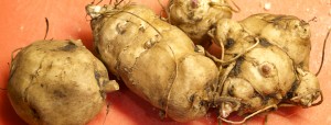 Fresh Jerusalem artichoke tubers