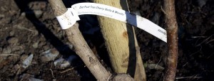 Cherry duo grafted rootstock