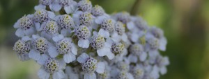 Yarrow flowers