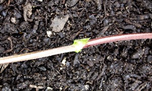 Take cutting from old hop plant