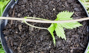 Easy cuttings from hop plants