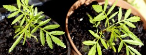 Mexican Marigold Plant Bindweed