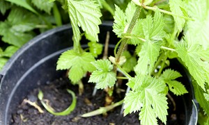 New hop plant from old hop plant growth