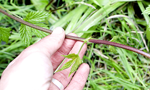 Take a cutting of a hop plant